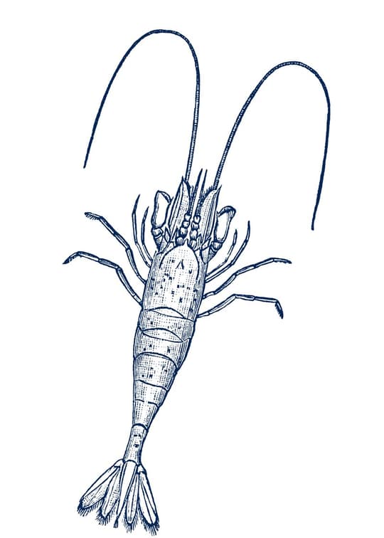 Sea Creature Study