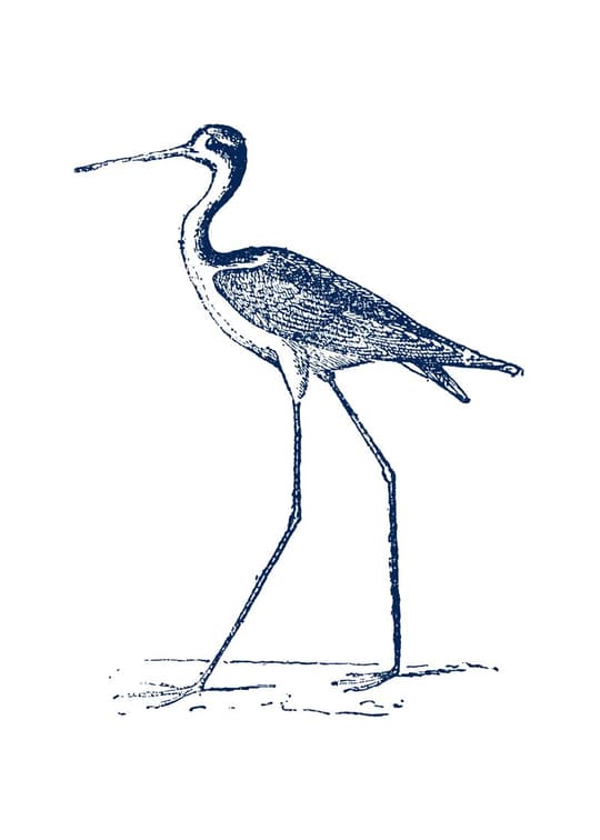 Great Blue Heron Study