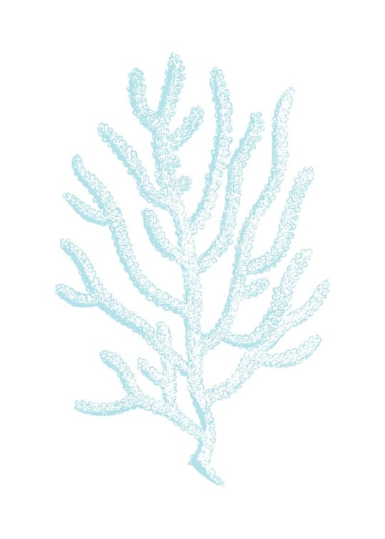 Branching Coral