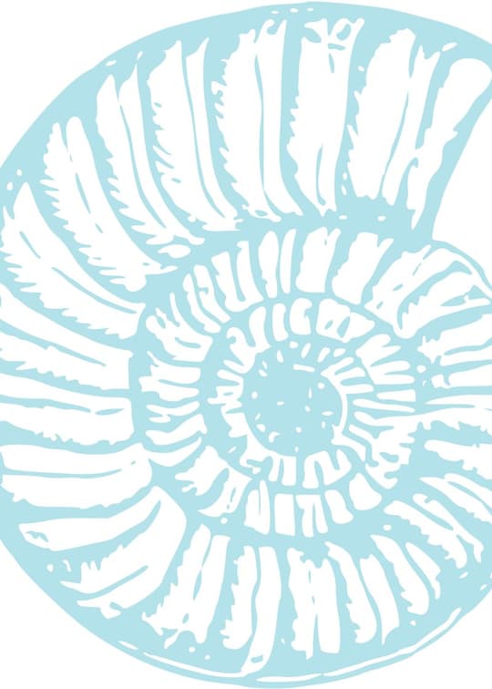 Coastal Nautilus Shell