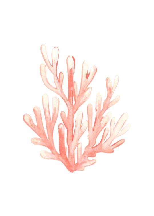 Coral Branch