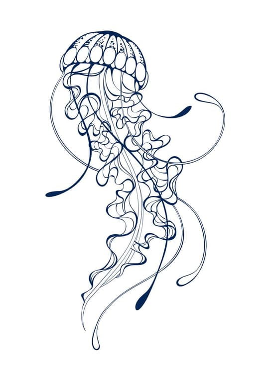 Jellyfish Study