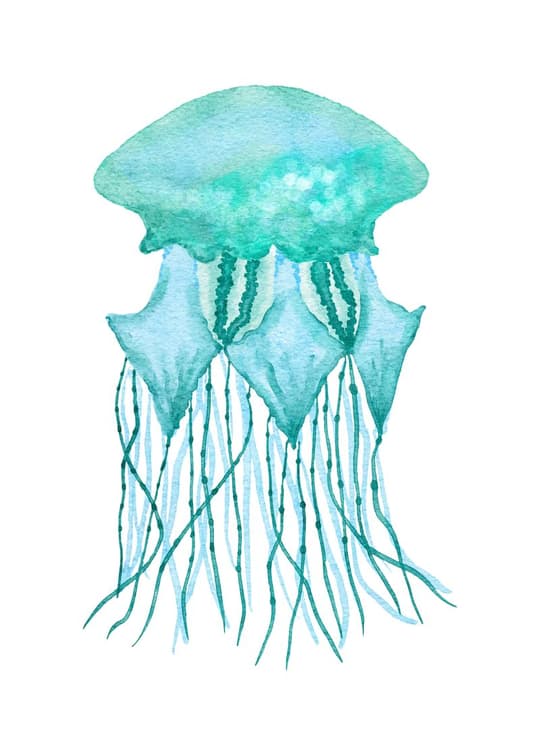 Turquoise Jellyfish