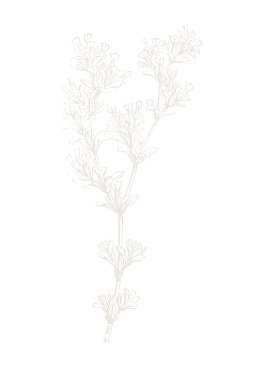 Delicate Herb Study