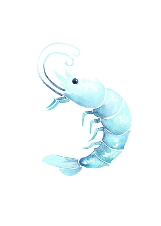 Blue Shrimp
