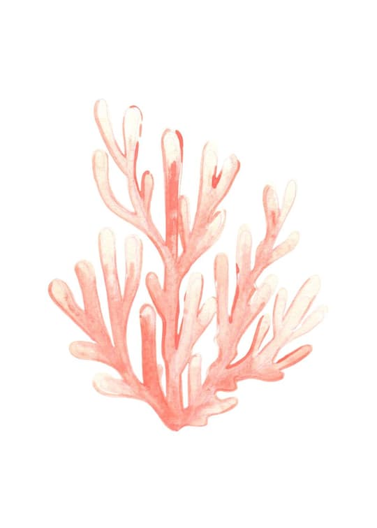 Coral Branch