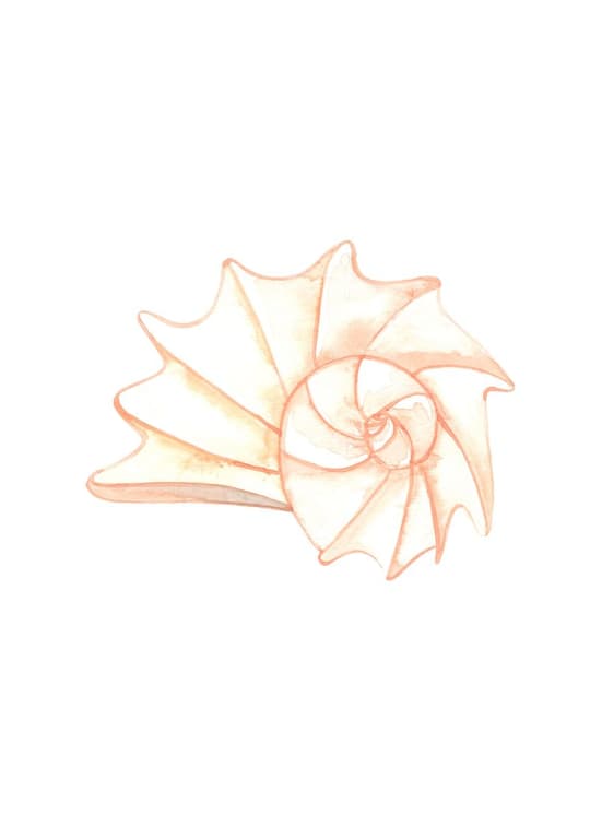 Delicate Shell