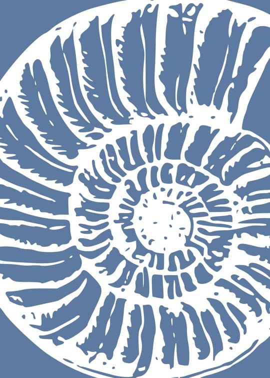Blue Nautilus