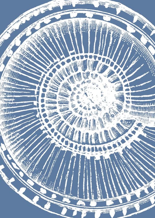 Tree Ring Cross-Section