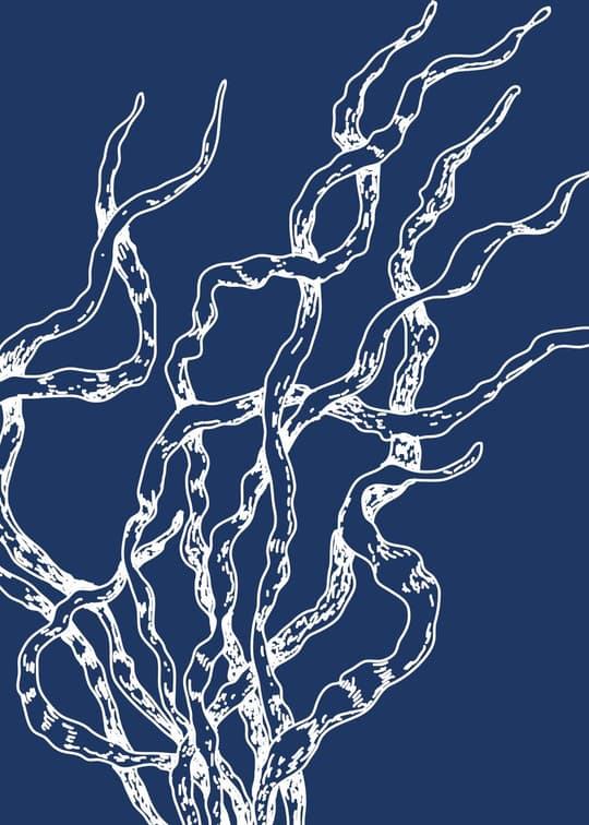 Gnarled Branches