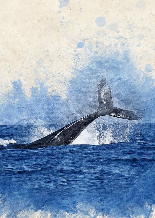 Whale Breaching