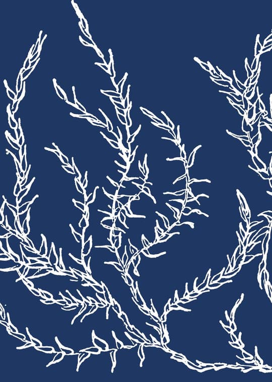 White Seaweed on Navy