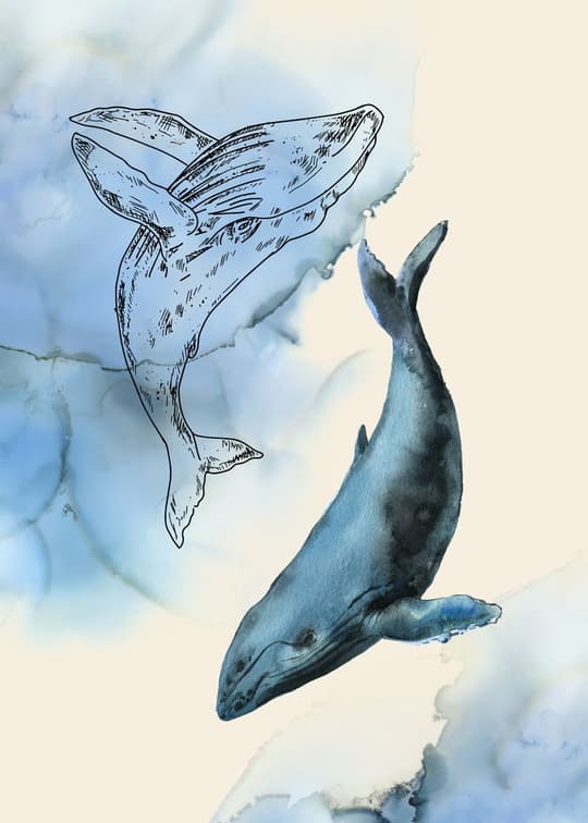 Whale Study in Blue