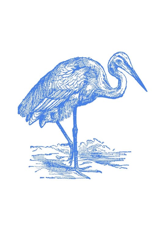 Blue Heron Study
