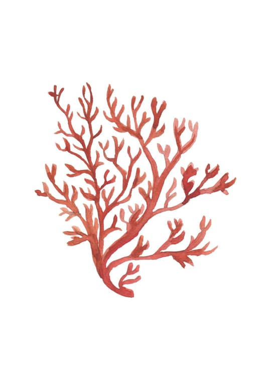 Red Coral Study