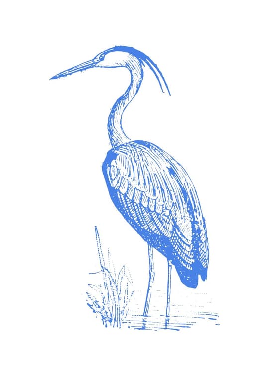 Blue Heron