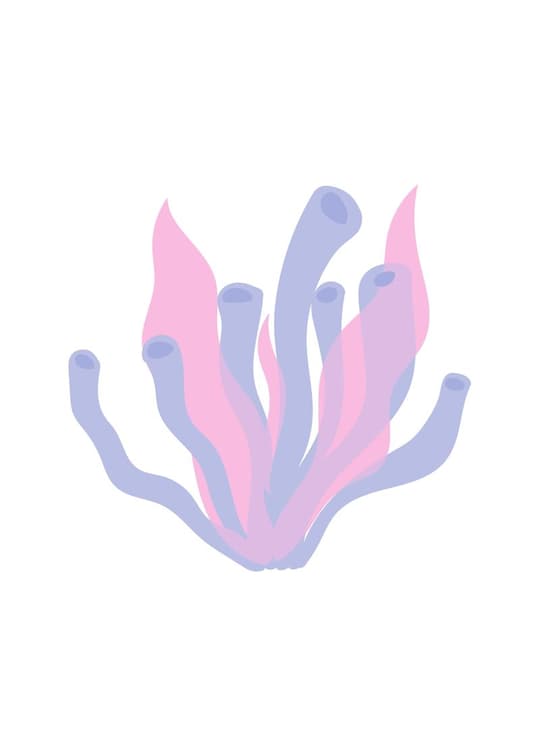 Coral Bloom