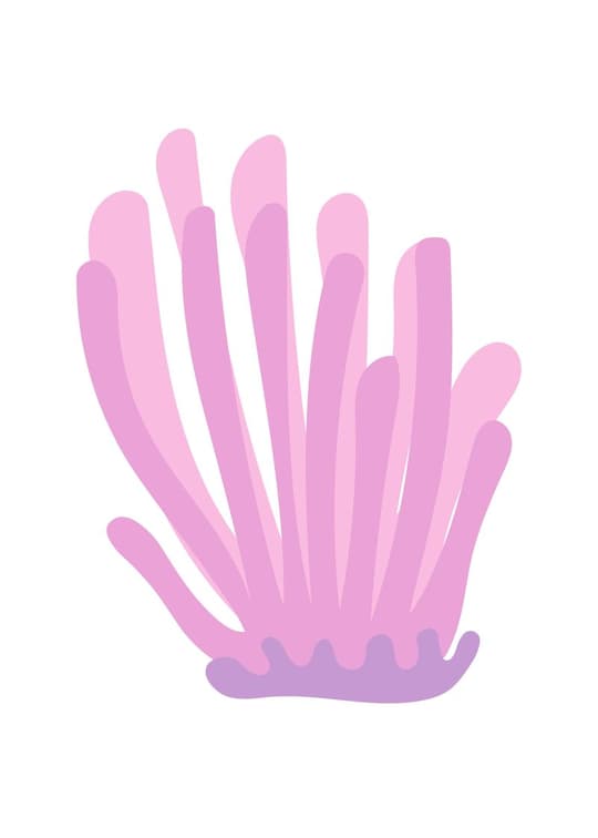 Pink Sea Anemone