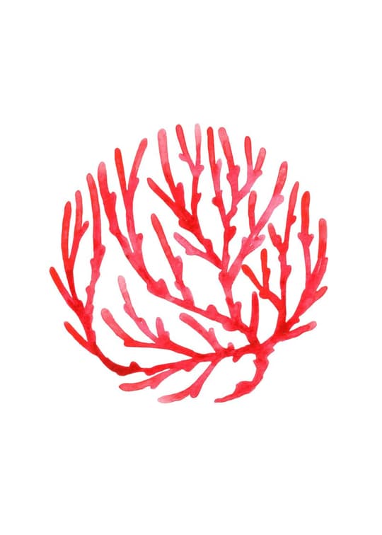 Red Coral