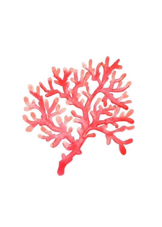 Red Coral Branch