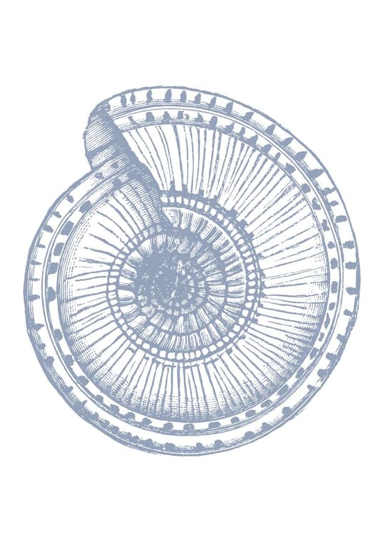 Cross-Section Seashell Study