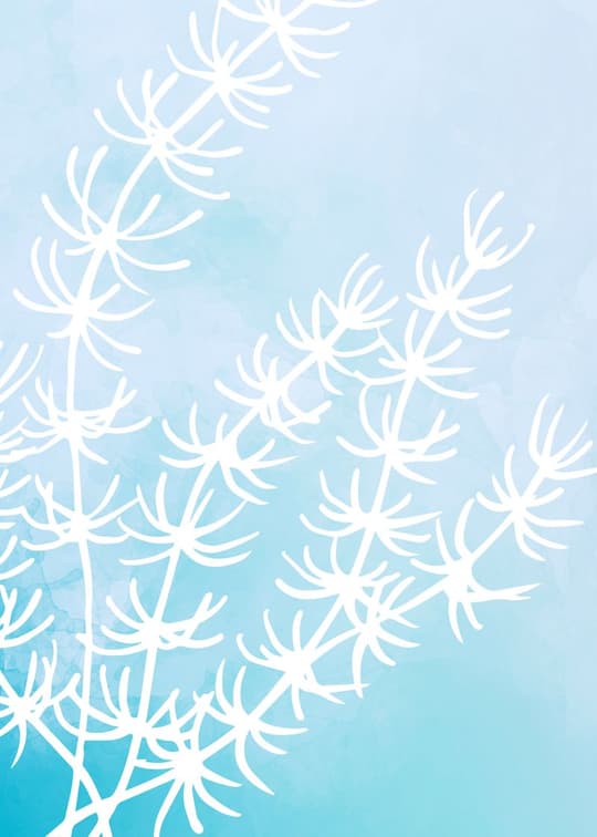 Coastal Flower Study