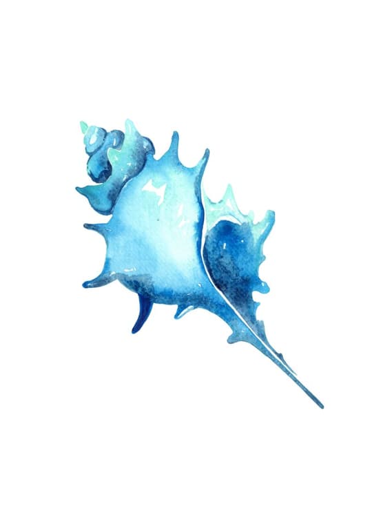 Blue Seashell