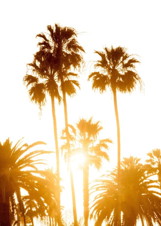 Golden Palm Trees at Sunset