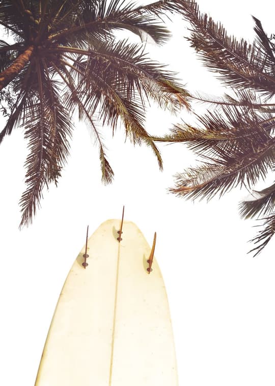Surfboard Under Palms