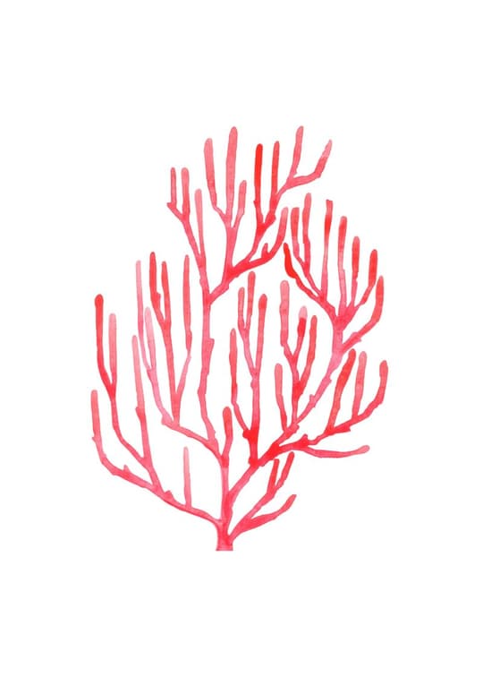 Red Coral Branch