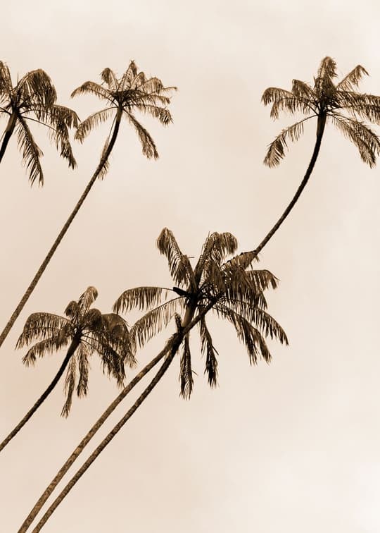 Palm Trees Study