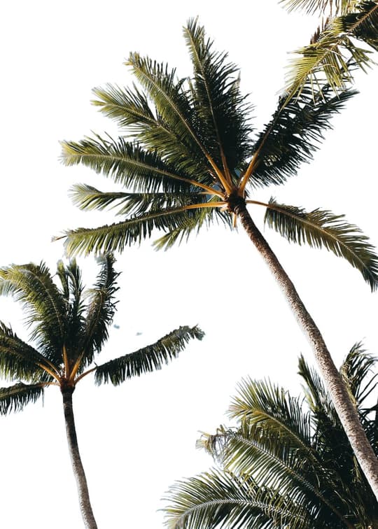 Canopy View: Palm Trees