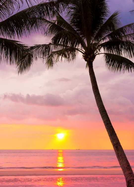Tropical Sunset Paradise