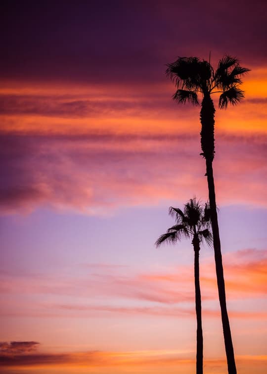 Tropical Sunset Palms