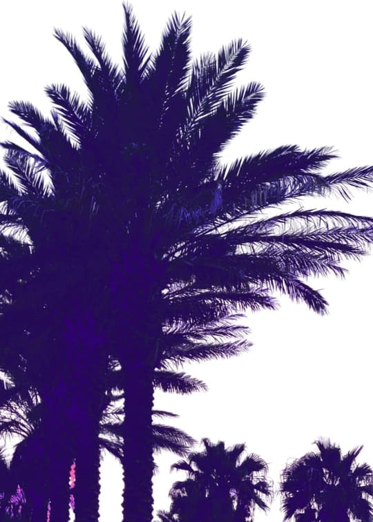 Twilight Palms