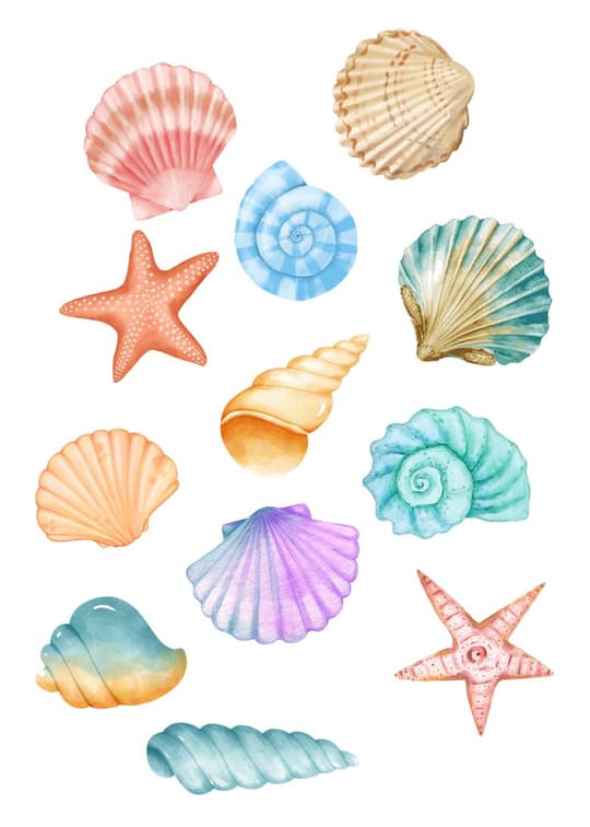 Seashells & Starfish