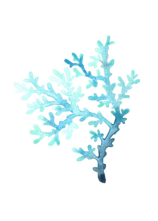 Turquoise Coral Branch