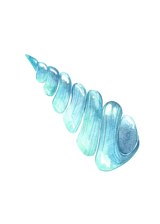 Turquoise Sea Shell