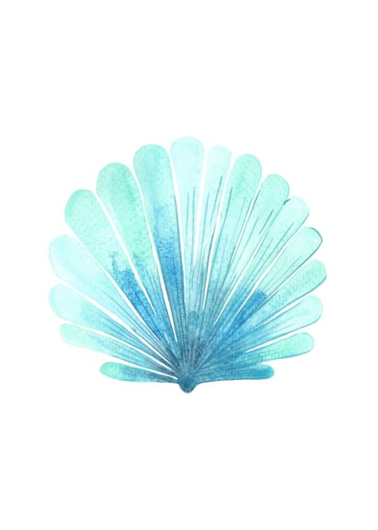 Aqua Shell