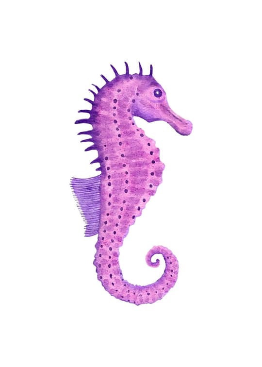 Purple Seahorse