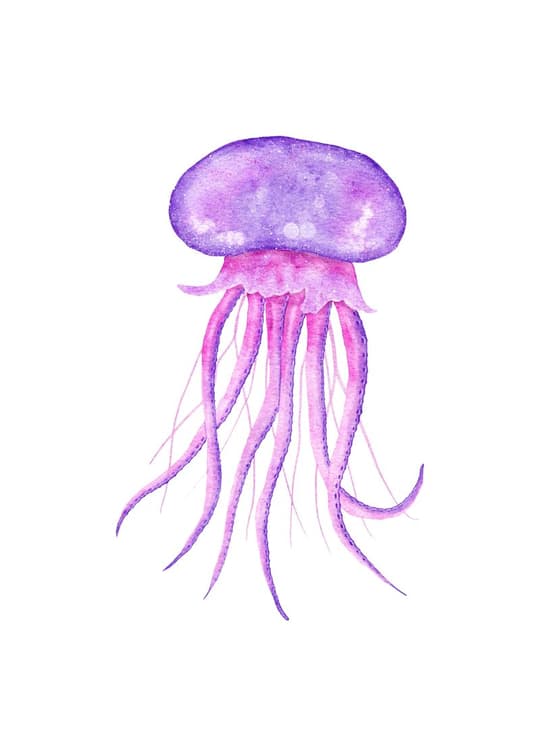 Purple Jellyfish