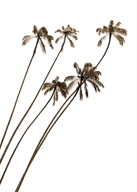 Coastal Palm Trees
