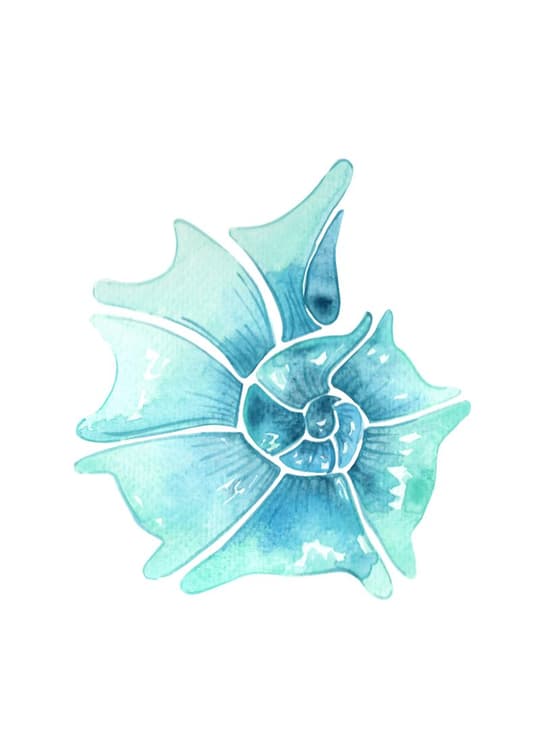 Turquoise Coastal Shell