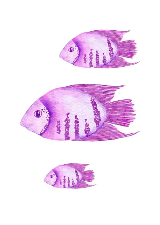 Purple Fish Trio