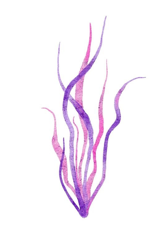 Purple Pink Seaweed
