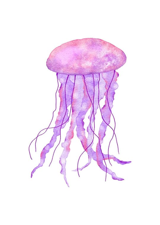 Purple Jellyfish