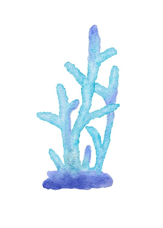 Blue Coral Branch
