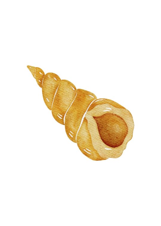 Dried Physalis Pod