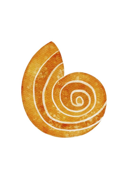 Golden Spiral Shell