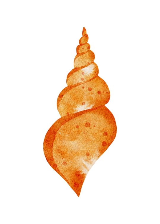 Spiral Shell Study
